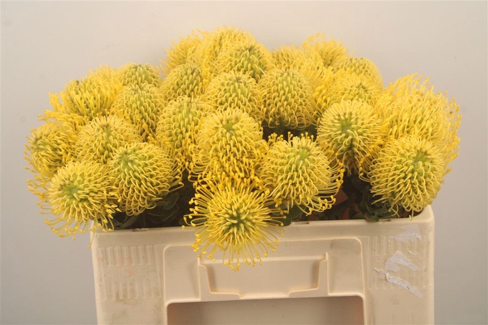 <h4>Leuco Co High Gold</h4>