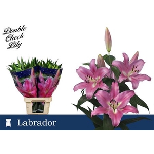 Li Ot Labrador