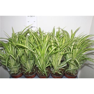 Chlor Com Variegatum