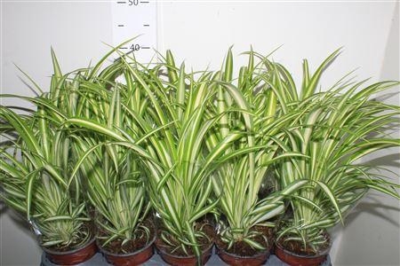 <h4>Chlor Com Variegatum</h4>