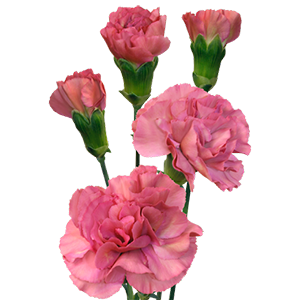 DIAN.TR. Mocha Sweet