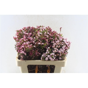 Kaaps Erica Four Sisters