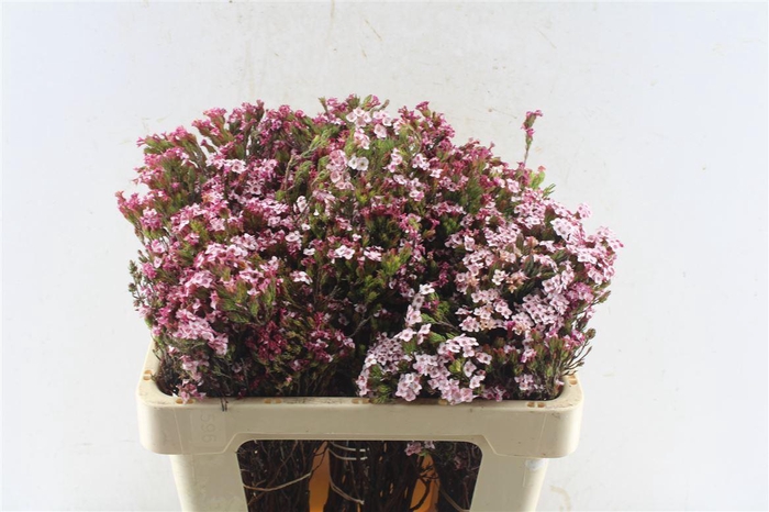 <h4>Kaaps Erica Four Sisters</h4>