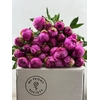 Paeonia Dr A Fleming