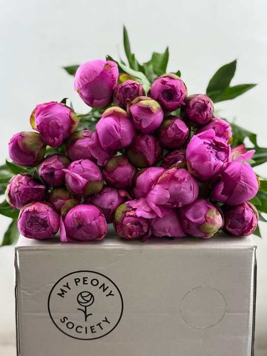 <h4>Paeonia Dr A Fleming</h4>