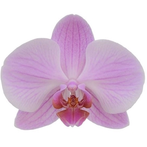 Phalaenopsis   ...rose