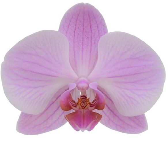 <h4>Phalaenopsis   ...rose</h4>