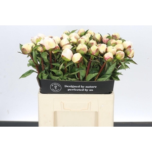 Paeonia Bridal Grace