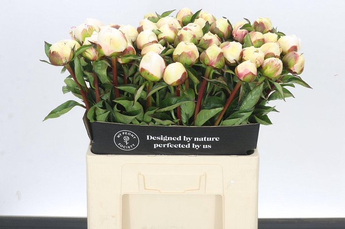 <h4>Paeonia Bridal Grace</h4>