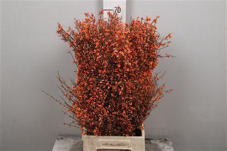 <h4>Genista Orange 400gr</h4>