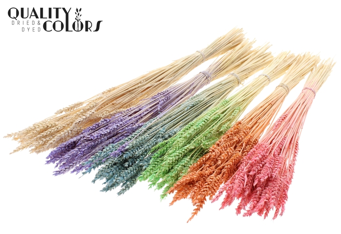 Triticum per bunch Bleached Mixed Colours Frosted