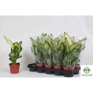 Dieffenbachia Bertina 12Ø 40cm