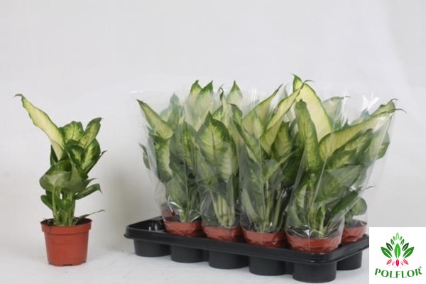 Dieffenbachia Bertina 12Ø 40cm