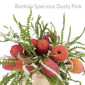 Banksia Spec Klb H%