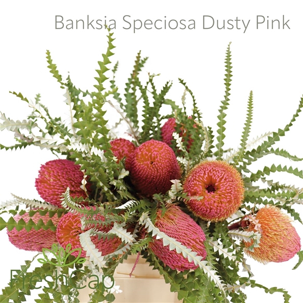 <h4>Banksia Spec Klb H%</h4>