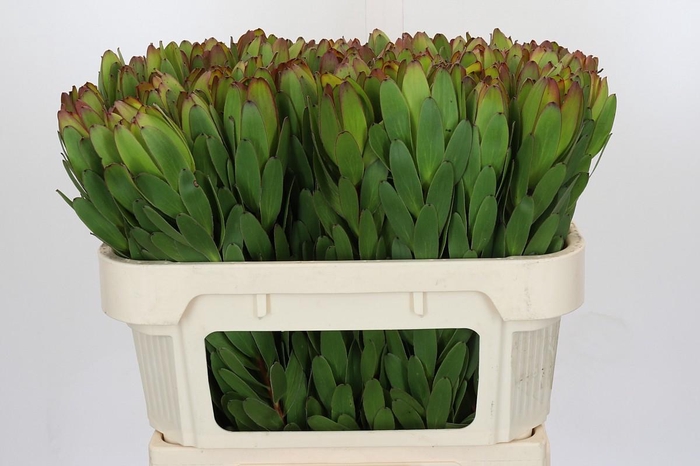 <h4>Leucadendron Goldstrike</h4>