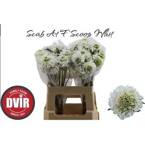 SCAB AT F SCOOP WHIT