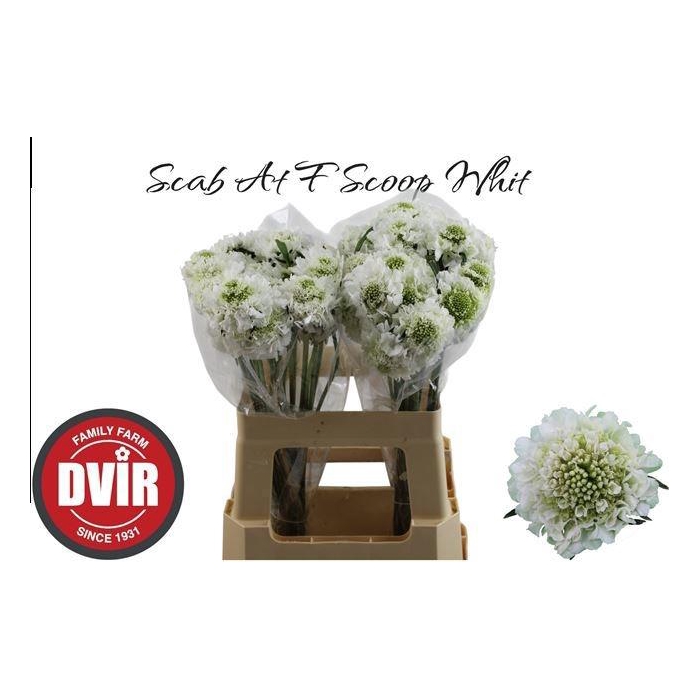 <h4>SCAB AT F SCOOP WHIT</h4>