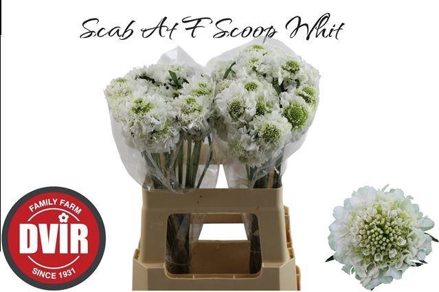 SCAB AT F SCOOP WHIT
