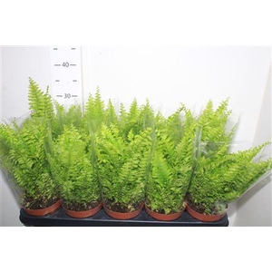 Nephr Ex Bos Bl Bell