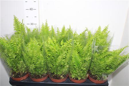 <h4>Nephr Ex Bos Bl Bell</h4>