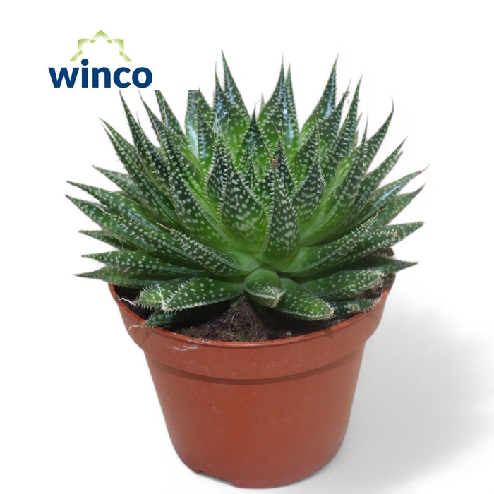 <h4>ALOE ARISTATA</h4>