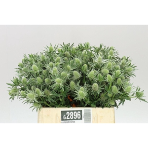 Eryngium Sirius