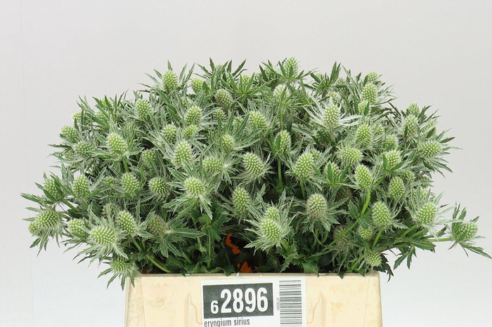 <h4>Eryngium Sirius</h4>
