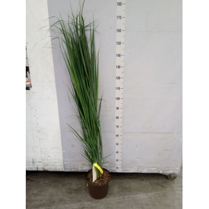 Panicum virgatum