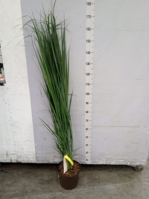 <h4>Panicum virgatum</h4>