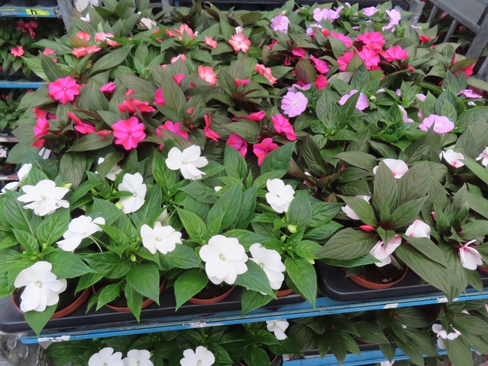 <h4>IMPAT NG MIXK 4 KL</h4>