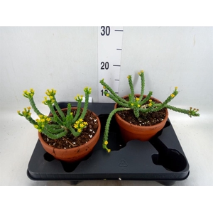 Euphorbia   ...