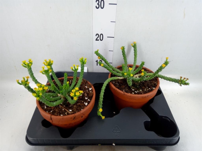 <h4>Euphorbia   ...</h4>