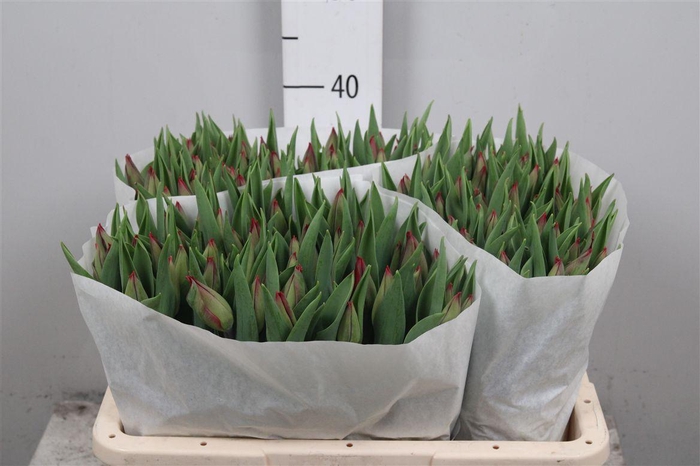 <h4>Tu En Strong Love</h4>