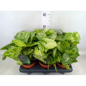 Syngonium  'Arrow'