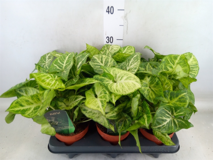 <h4>Syngonium  'Arrow'</h4>