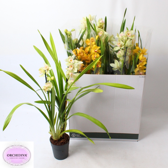 <h4>CYMB GEMENGD</h4>