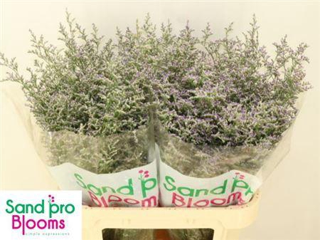 <h4>Lim Misty Blue</h4>