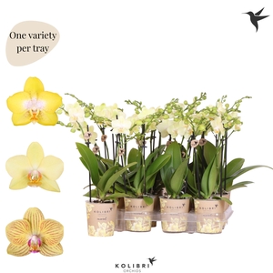 Kolibri Orchids Phalaenopsis Mineral yellow 2 spike