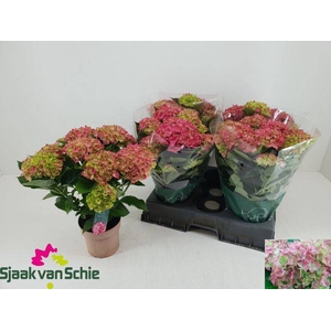 A HYDR M HI OCEAN 7+ BLÜTEN