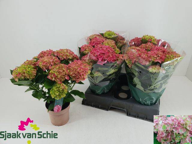 <h4>A HYDR M HI OCEAN 7+ BLÜTEN</h4>