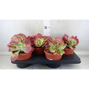 Kalanchoe NF thyrsiflora