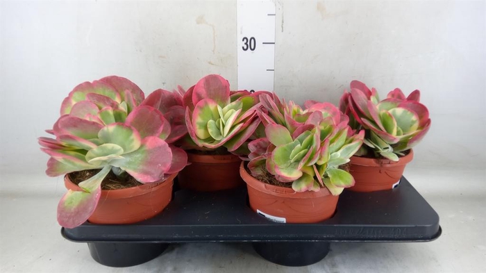 <h4>Kalanchoe NF thyrsiflora</h4>