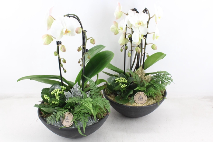 <h4>arr2 PL - Ebbi. phal cascade goud/zilver</h4>