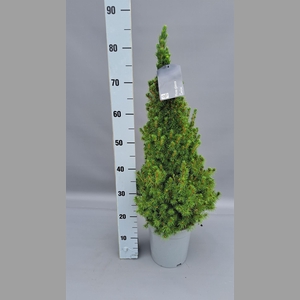 Picea glauca 'Conica'