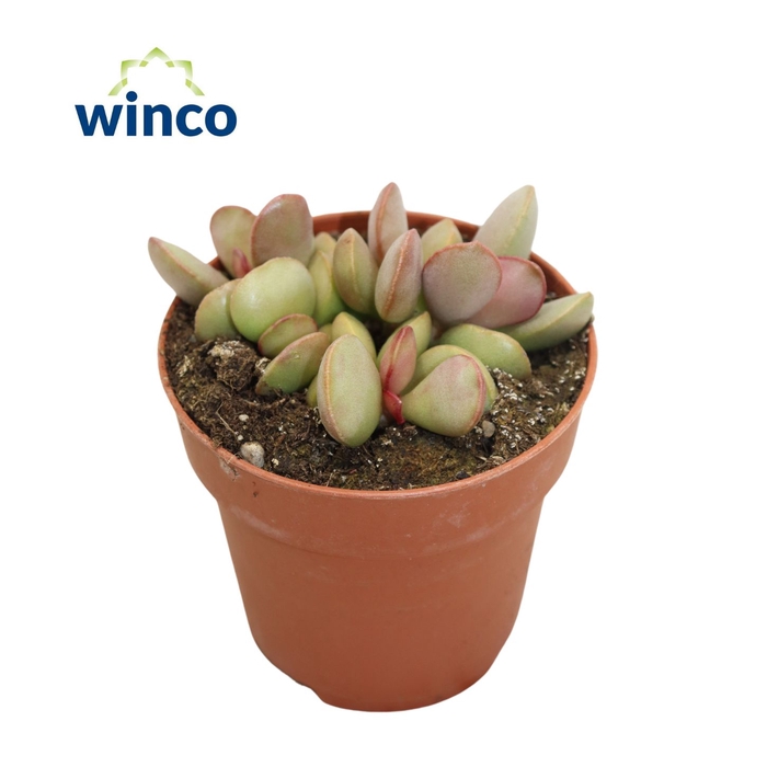 <h4>Adromischus Pink Blush</h4>