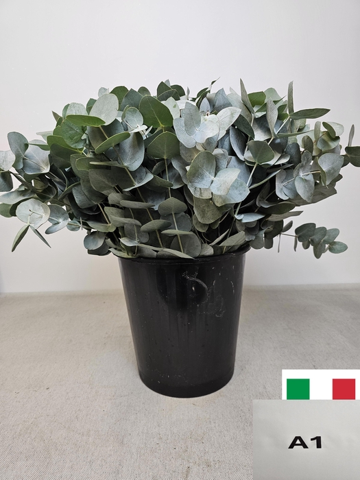 <h4>EUC CINEREA PER STEEL VERTAKT-IT-</h4>