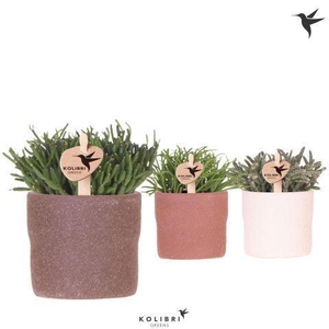 Kolibri Greens Rhipsalis mix in Rustic pot mix