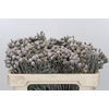 Kaaps Groen Silver Brunia