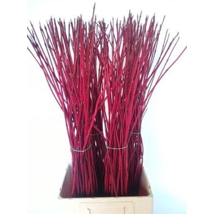 Cornus Alba Sibirica